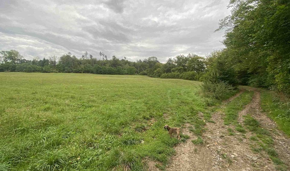 Prodej pole 950 m², Potštejn – náhled fotky 3