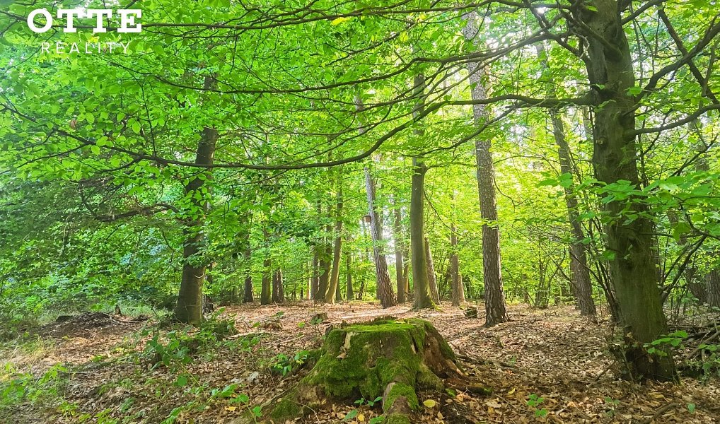 Prodej lesa 985 653 m², Žerčice – náhled fotky 18