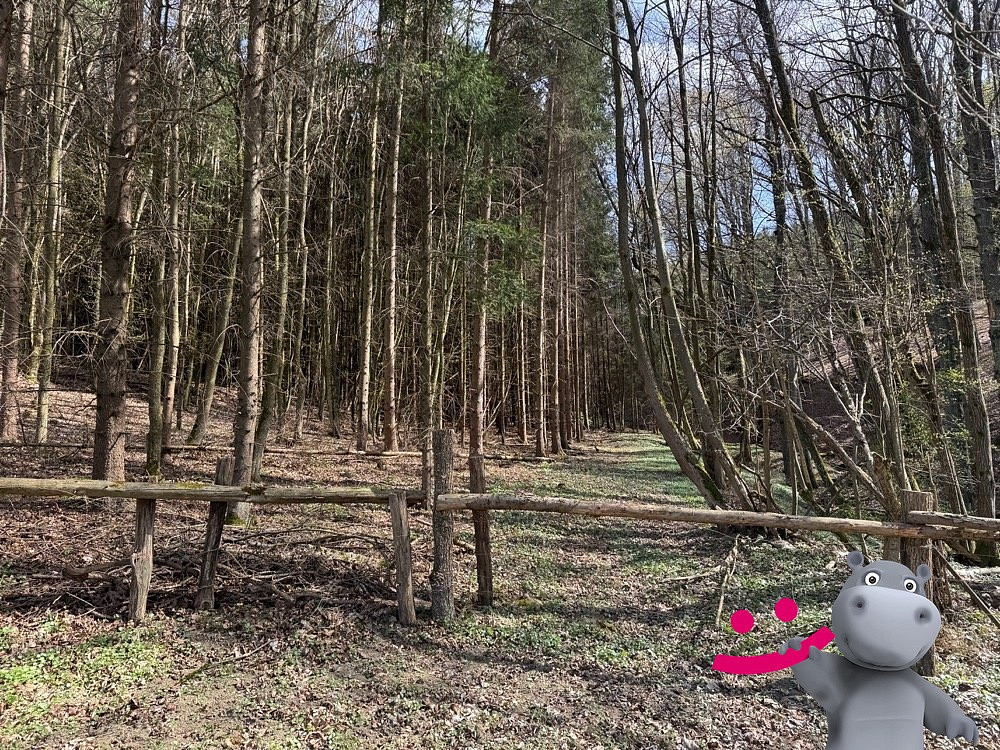 Prodej lesa 6 656 m² – fotografie 3