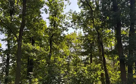 Prodej lesa 3 558 m², Bolehošť - Dolní Bělá