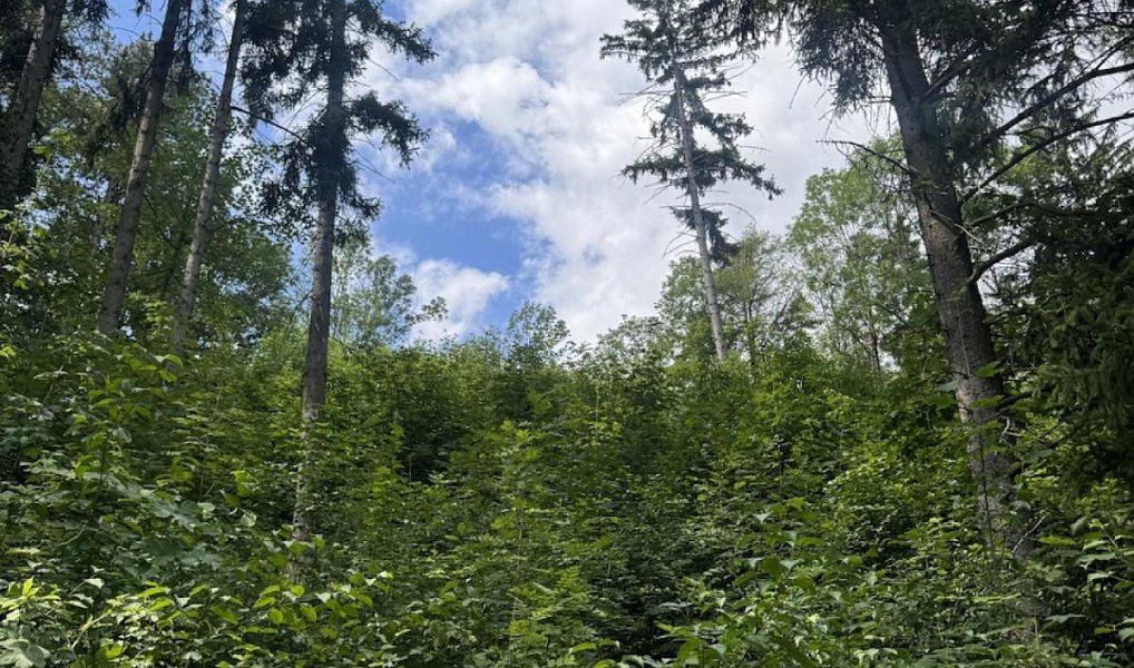 Prodej lesa 6 851 m², Dobříč – náhled fotky 8