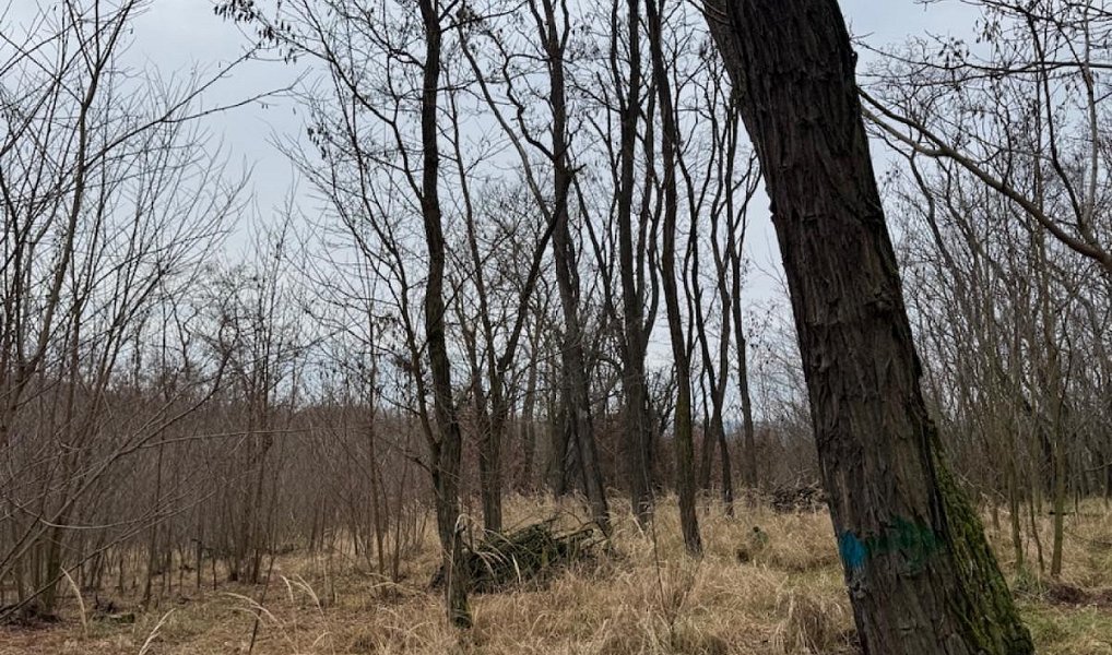 Prodej lesa 6 189 m², Lesonice – náhled fotky 8