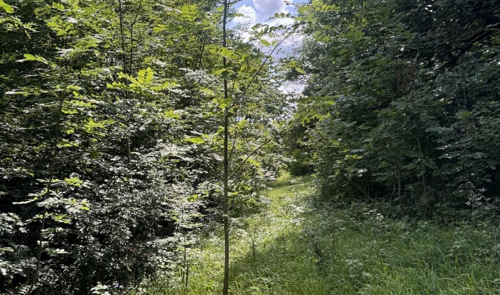 Prodej lesa 6 851 m², Dobříč – náhled fotky 15