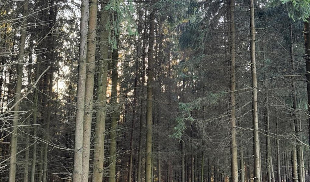 Prodej lesa 4 610 m², Stará Paka – náhled fotky 4