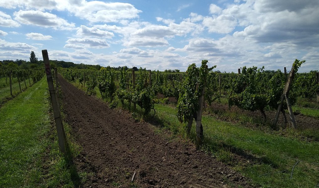 Prodej pozemku 5 491 m², Valtice – náhled fotky 10