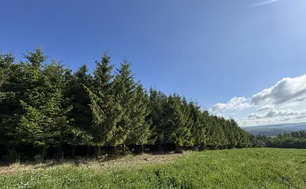 Prodej lesa 21 519 m², Divišov - Zdebuzeves, okres Benešov