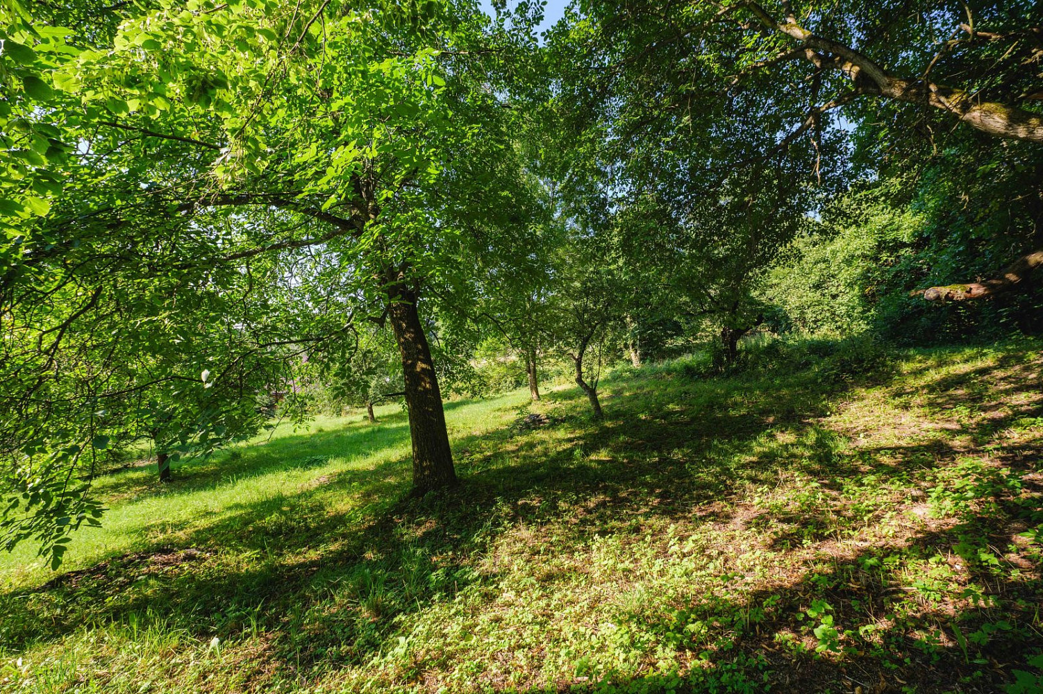 Prodej stavebního pozemku 4 188 m² – fotografie 3