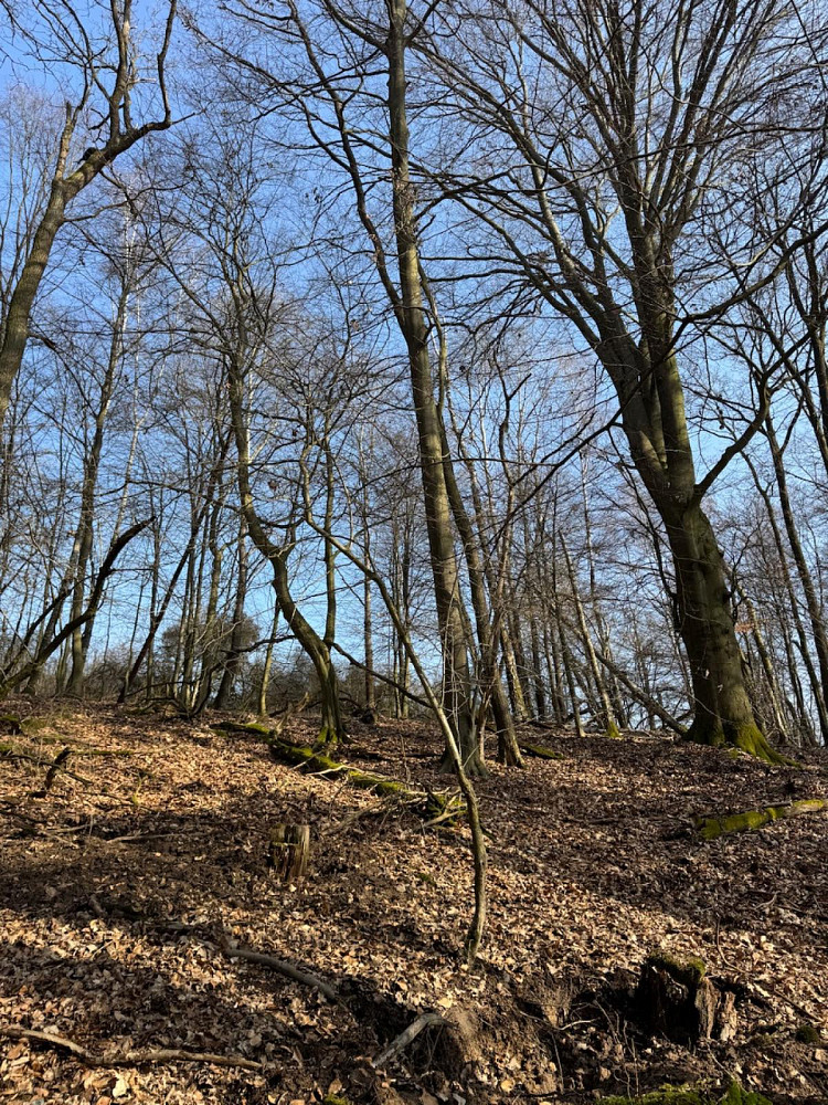 Prodej lesa 10 723 m² — photo 2