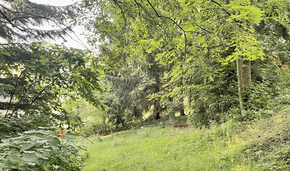 Prodej zahrady 594 m², Borová – náhled fotky 5