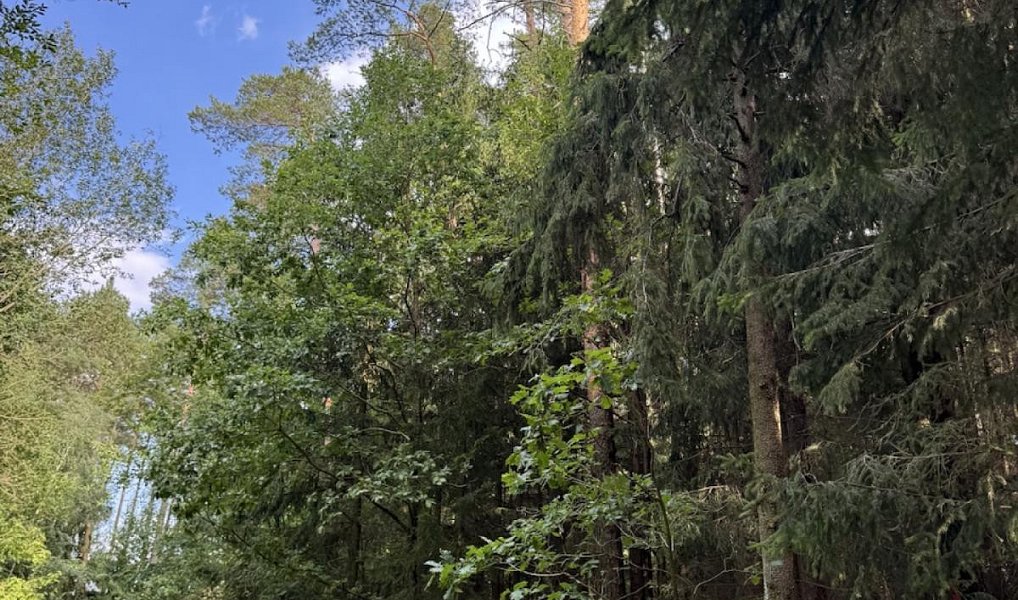 Prodej lesa 61 114 m², Dolní Podluží – náhled fotky 9