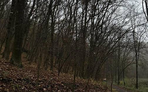 Prodej lesa 4 596 m², Praha 1 - Vinohrady