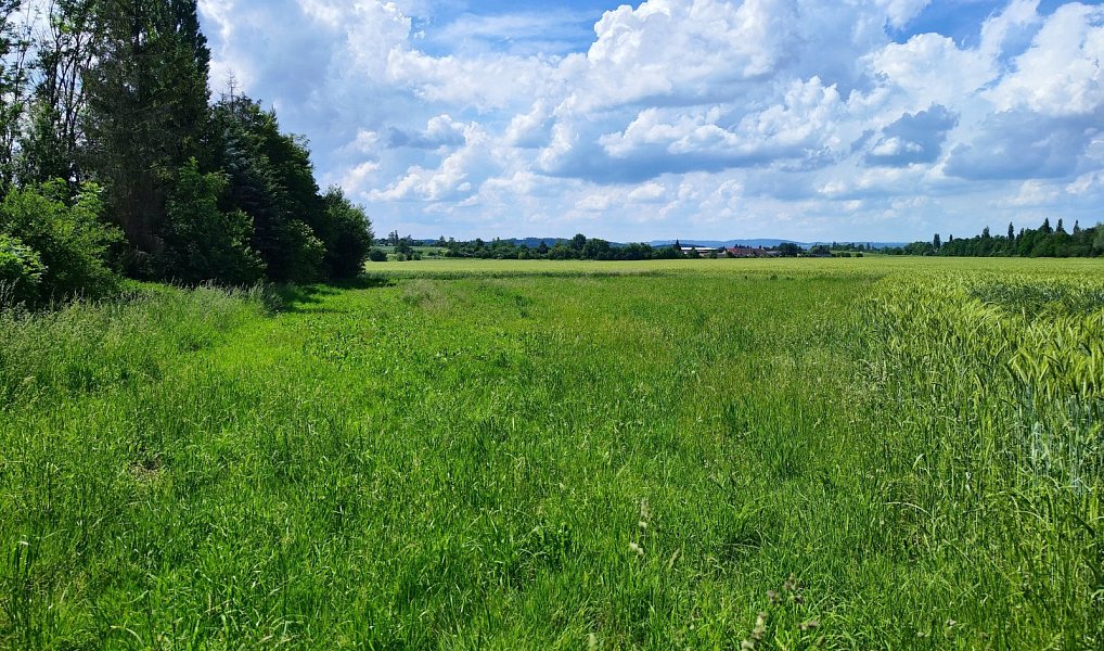 Prodej stavebního pozemku 1 655 m², Bílá Lhota – náhled fotky 7