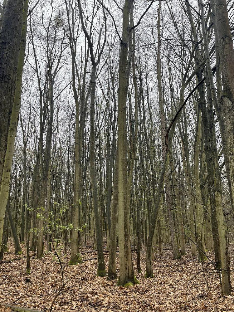 Prodej lesa 7 559 m² — photo 3