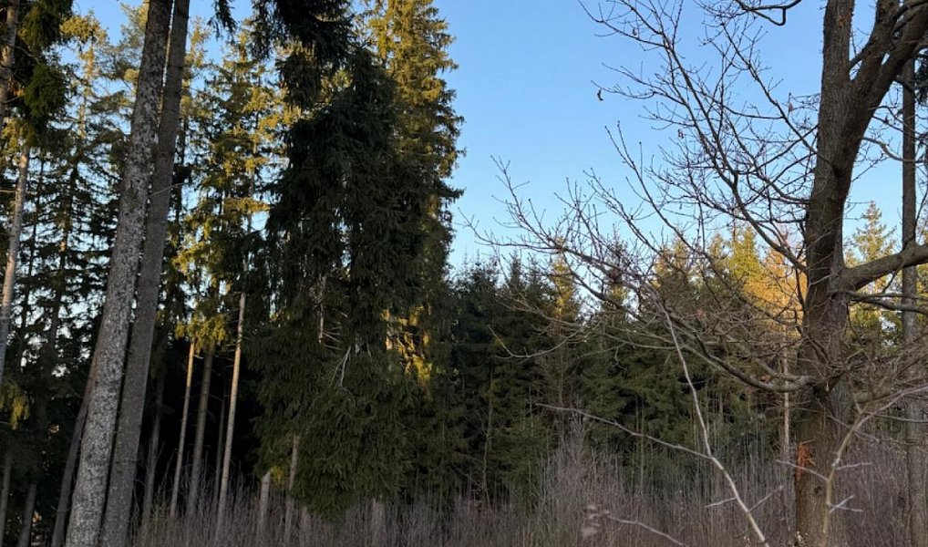 Prodej lesa 4 610 m², Stará Paka – náhled fotky 13