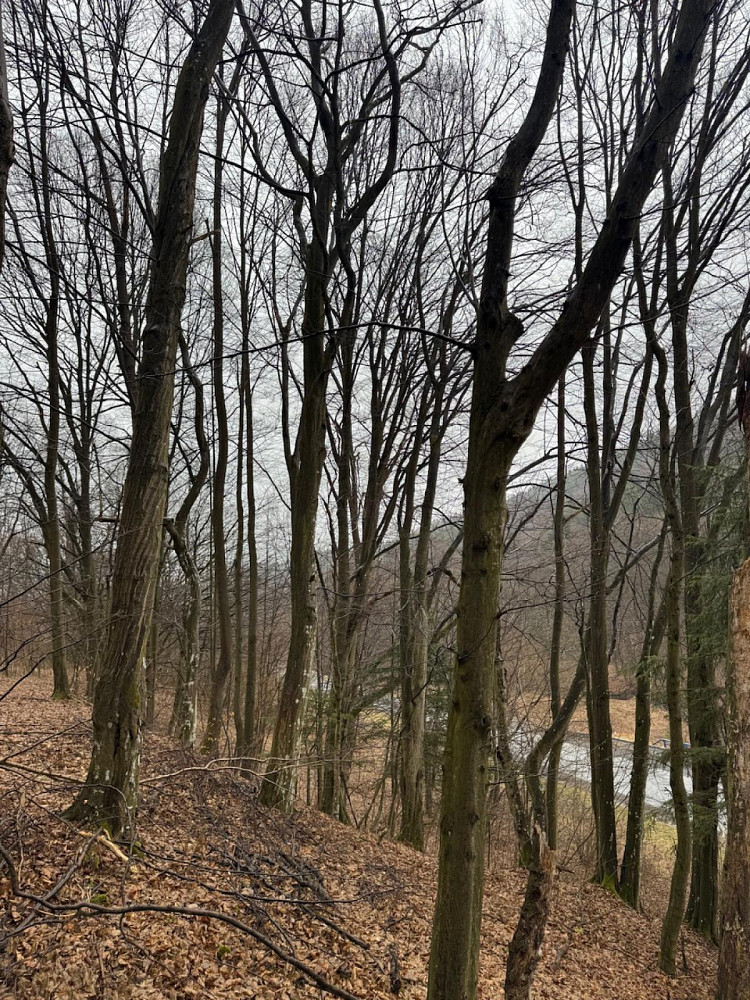 Prodej lesa 16 650 m² — photo 2