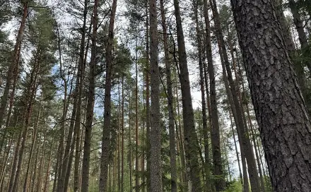 Prodej lesa 61 114 m², Dolní Podluží, okres Děčín