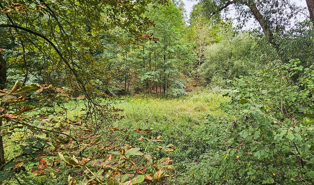 Prodej louky 3 589 m², Stříbro – náhled fotky 5