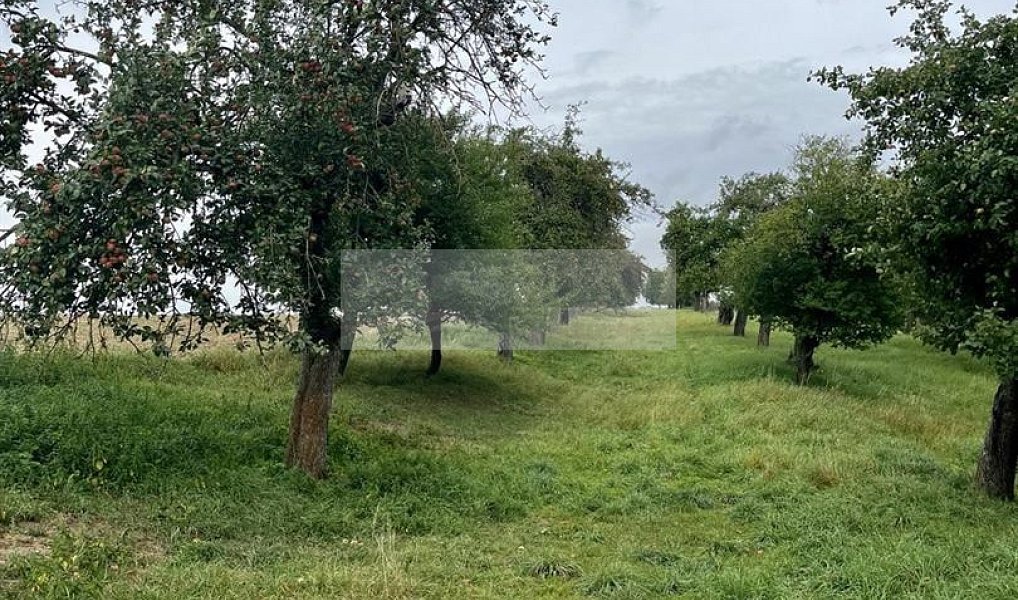 Prodej pozemku 11 900 m², Velké Všelisy – náhled fotky 31