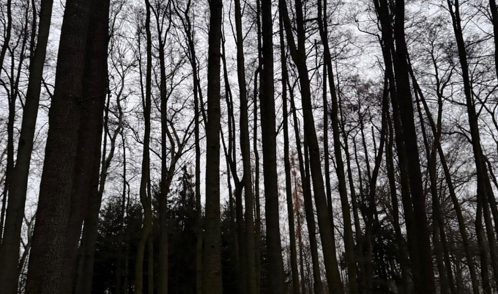 Prodej lesa 6 263 m², Předslav – náhled fotky 7