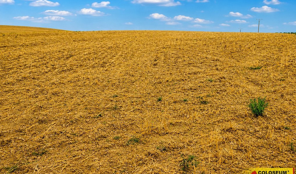 Prodej pole 8 295 m², Dyje – náhled fotky 6