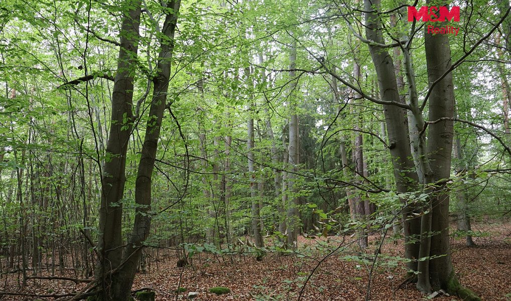 Prodej lesa 1 762 m², Chanovice – náhled fotky 4