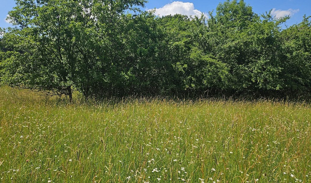 Prodej louky 3 244 m², Boseň – náhled fotky 2
