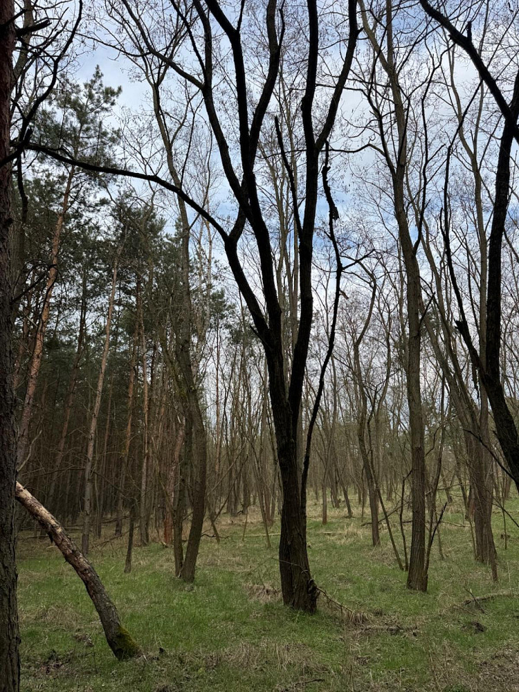Prodej lesa 76 710 m² – fotografie 2