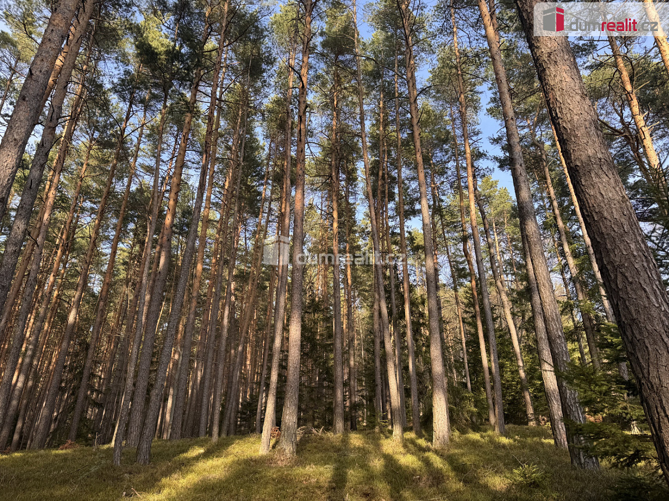 Prodej lesa 11 340 m² – fotografie 3
