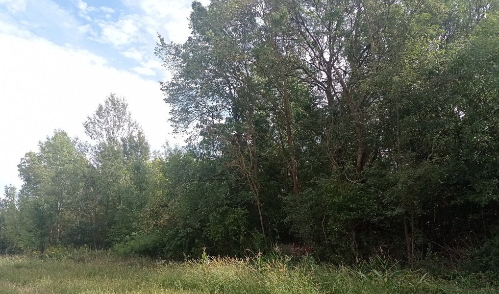 Prodej louky 5 680 m², Lednice – náhled fotky 8