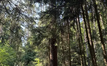 Prodej lesa 18 879 m², Drnovice, okres Vyškov