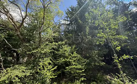 Prodej lesa 5 323 m², Opařany - Olší, okres Tábor
