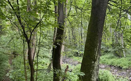 Prodej lesa 1 370 m², Borek