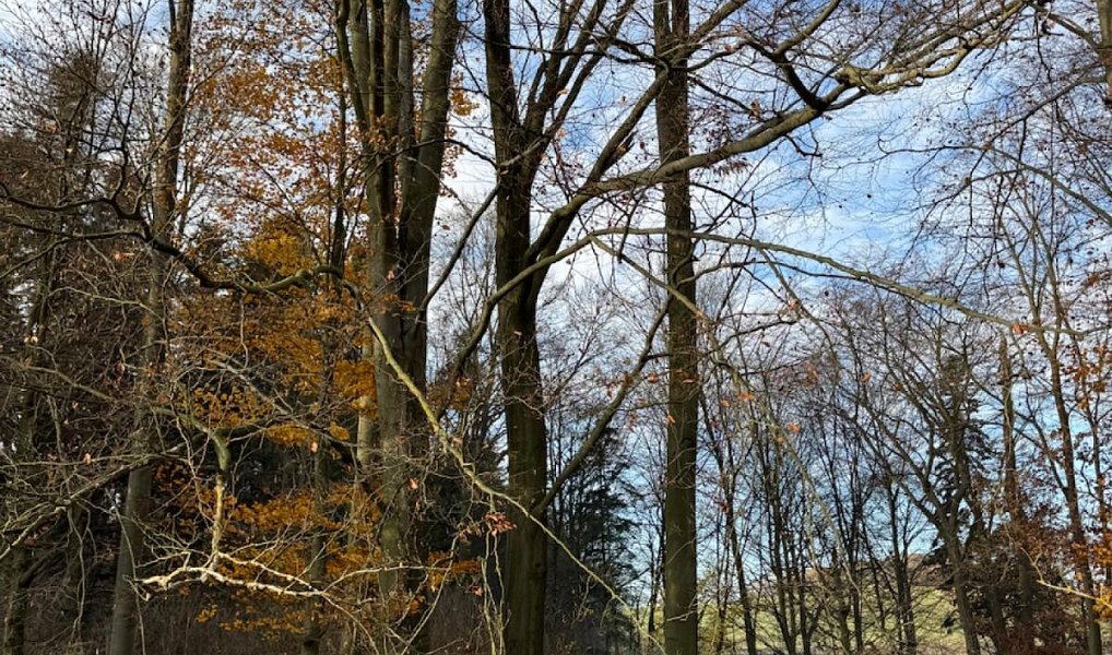 Prodej lesa 9 585 m², Dzbel – náhled fotky 11