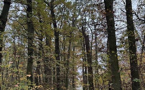 Prodej pozemku 14 747 m², Praha 1 - Vinohrady