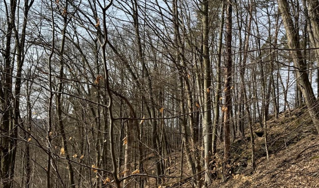 Prodej lesa 36 947 m², Bohutín – náhled fotky 6