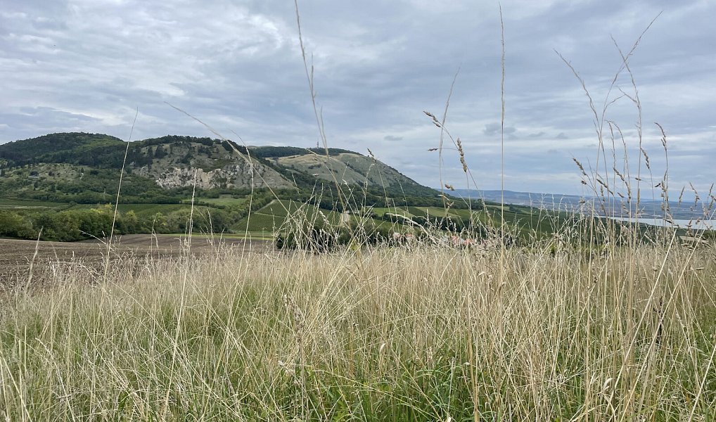 Prodej ubytovacího objektu 1 800 m², Znojmo – náhled fotky 6