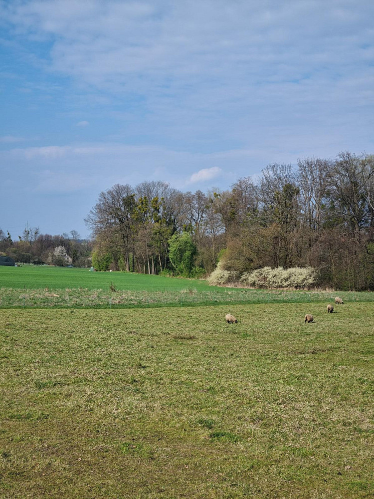 Pronájem pole 850 m² — photo 4