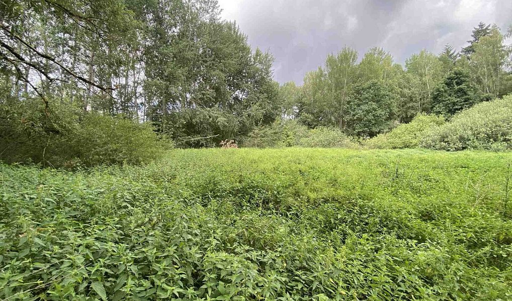 Prodej louky 6 751 m², Nové Hrady – náhled fotky 2