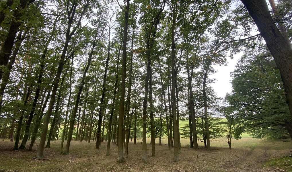 Prodej lesa 11 957 m², Ostřetín – náhled fotky 5