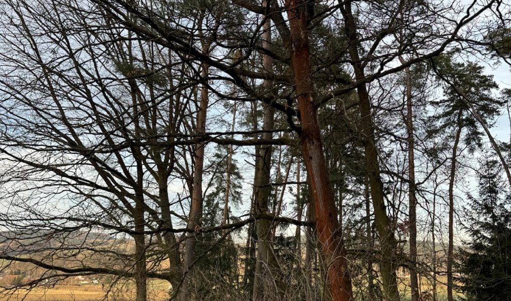 Prodej lesa 8 497 m², Dolany – náhled fotky 10