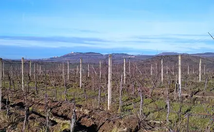 Pronájem pozemku 10 000 m², Sedlec, okres Břeclav