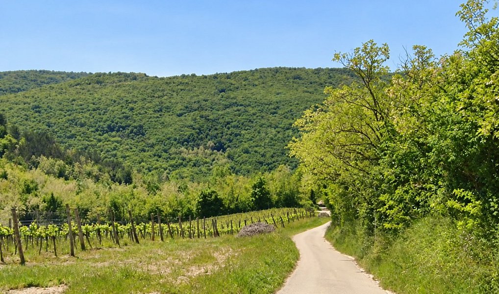 Prodej pozemku, 11725 m², Motovun