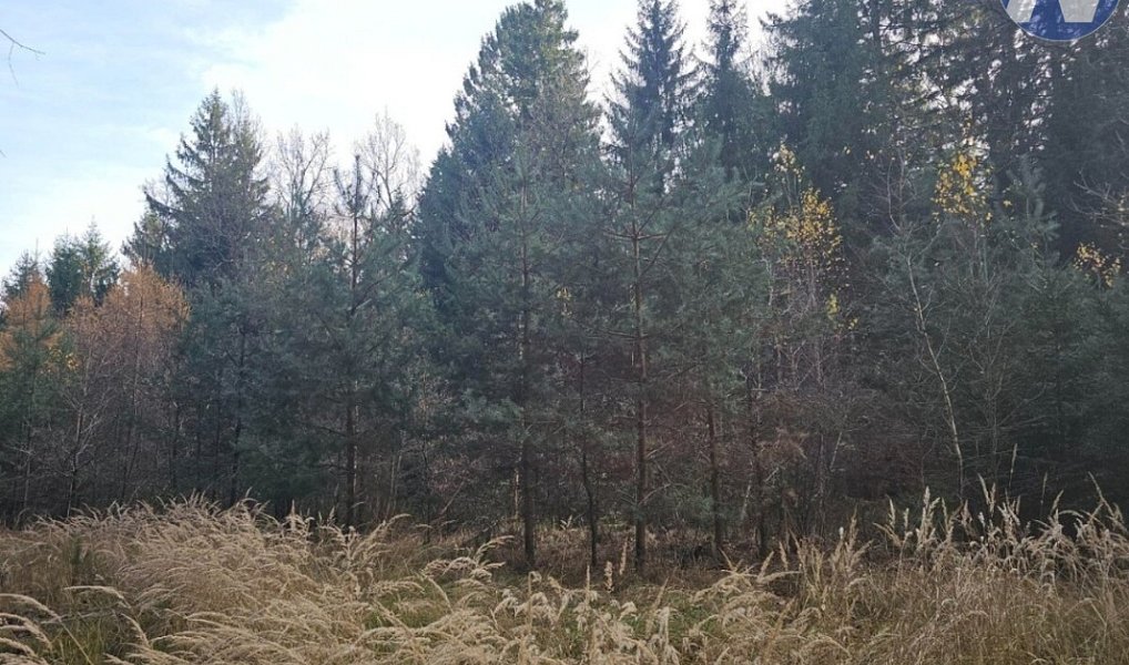Prodej lesa 9 174 m², Borovany – náhled fotky 2