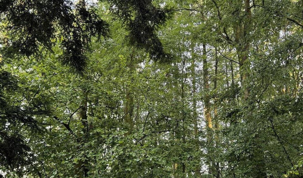 Prodej pozemku 2 784 m², Vršovka – náhled fotky 10