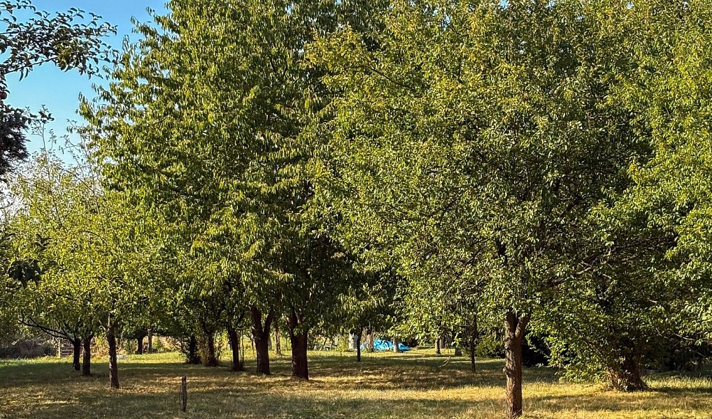 Prodej stavebního pozemku 864 m², Střížovice – náhled fotky 8