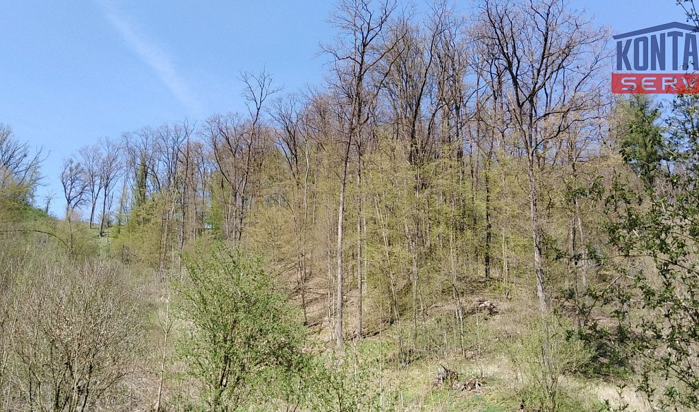 Prodej lesa 21 606 m², Kovanec – náhled fotky 6