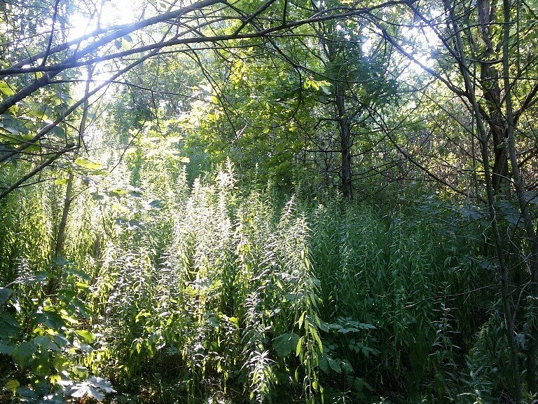 Pozemek o velikosti 1510m², Slezská Ostrava - View 2