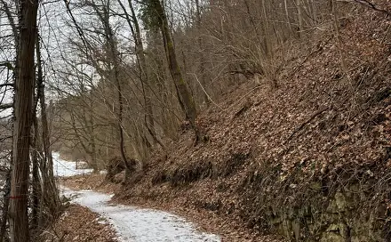 Prodej lesa 2 337 m², Zlatá Koruna - Varnsdorf