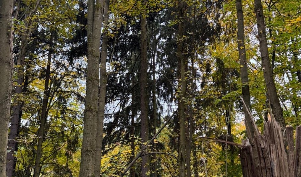 Prodej lesa 15 088 m², Přísečná – náhled fotky 9