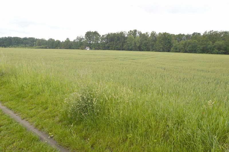 Prodej pozemku 2 267 m² – fotografie 5